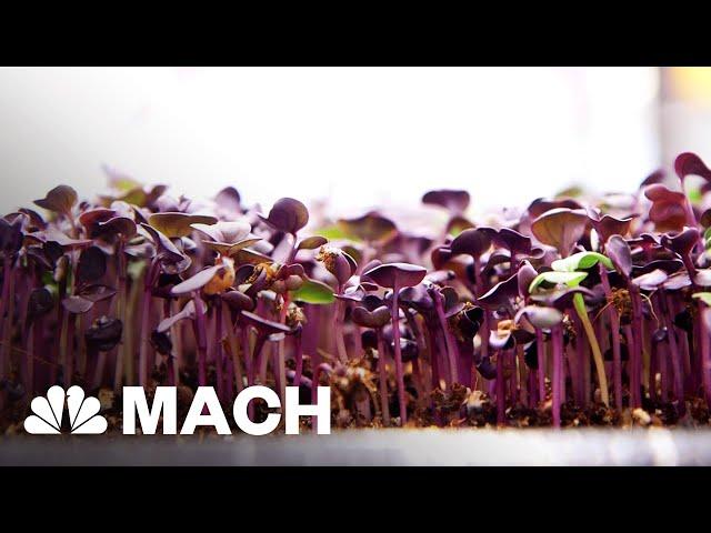 An Aquaponic Vertical Farm Grows In Brooklyn | Mach | NBC News