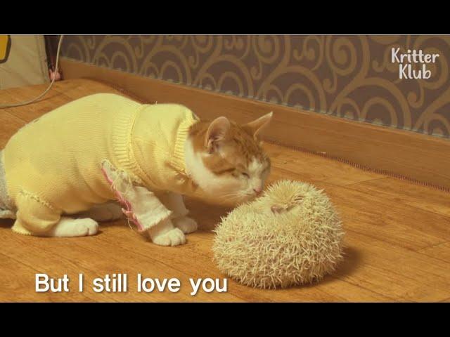 This Cat Is Curious About Dating A Hedgehog | Kritter Klub