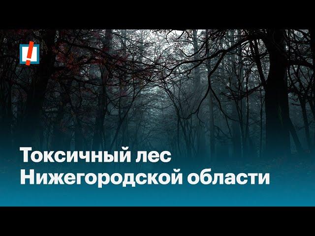 Токсичный лес Нижегородской области: как чиновники нас травят