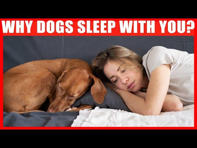 Why Does Your Dog Sleep With You? 7 Reasons You'll Love