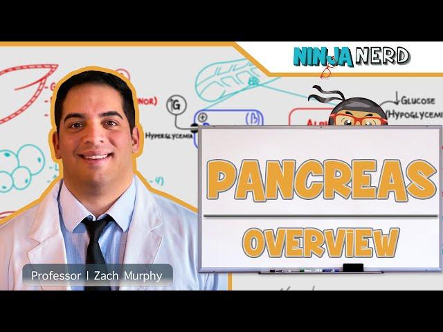 Endocrinology | Pancreas: Overview