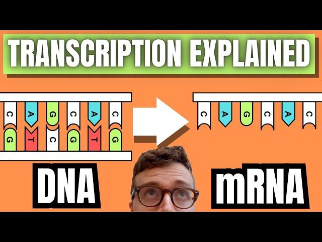 DNA TRANSCRIPTION EXPLAINED