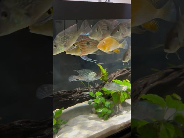 The South American Cichlid Tank (One Year Later)