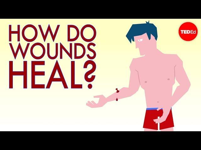 How a wound heals itself - Sarthak Sinha