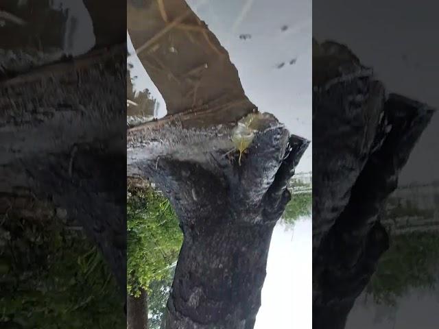 kya hasi Hai yah jawab dhadkane Hai Samar short video 