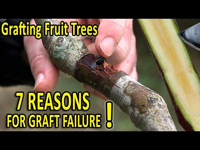 7 COMMON GRAFTING MISTAKES and HOW to AVOID THEM | Grafting Techniques TIPS