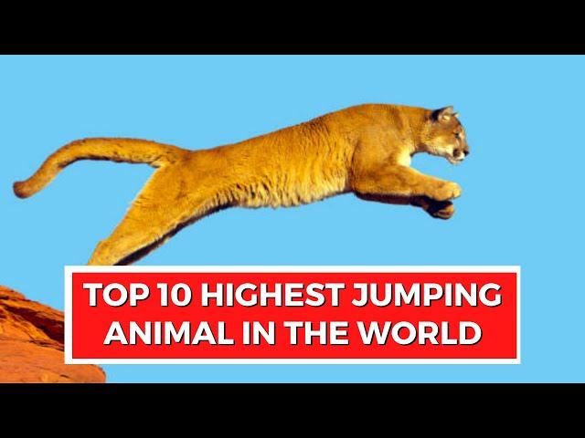 10 TOP HIGHEST JUMPING ANIMAL IN THE WORLD