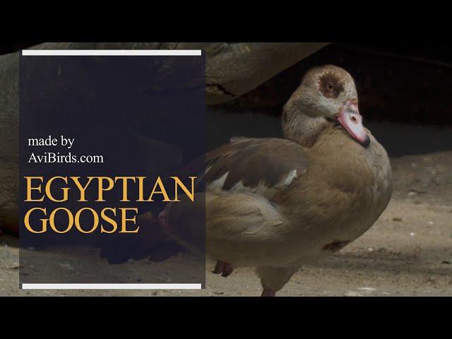 Egyptian Goose [Alopochen Aegyptiaca]