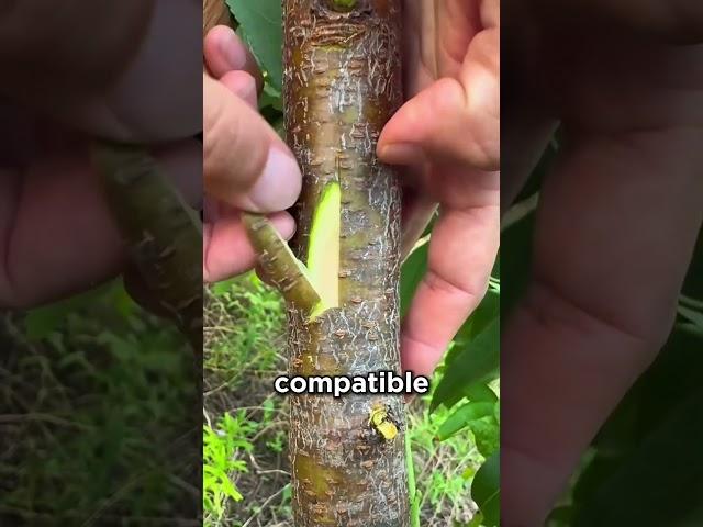 Farmers Use This Secret to Clone Trees! 