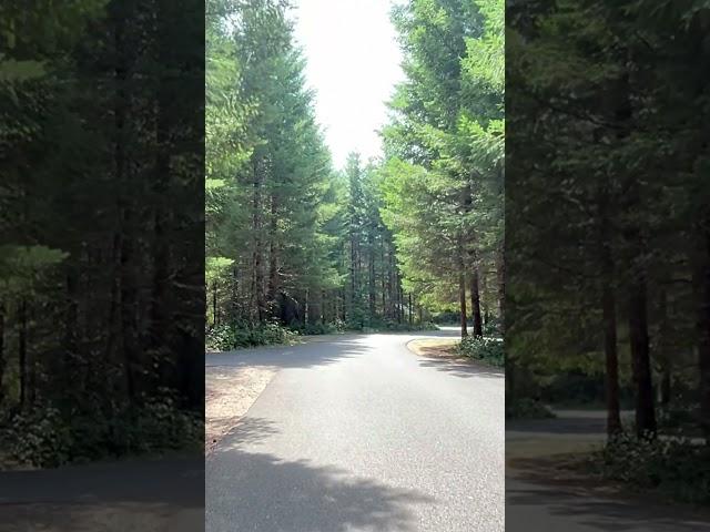 River Bend County Park / Linn County, Oregon on The Santiam River / A Campground Fav!