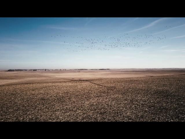 Wild Geese -  DJI Mavic