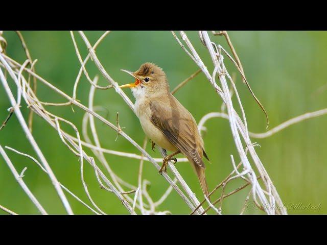 Marsh Warbler (Acrocephalus palustris)