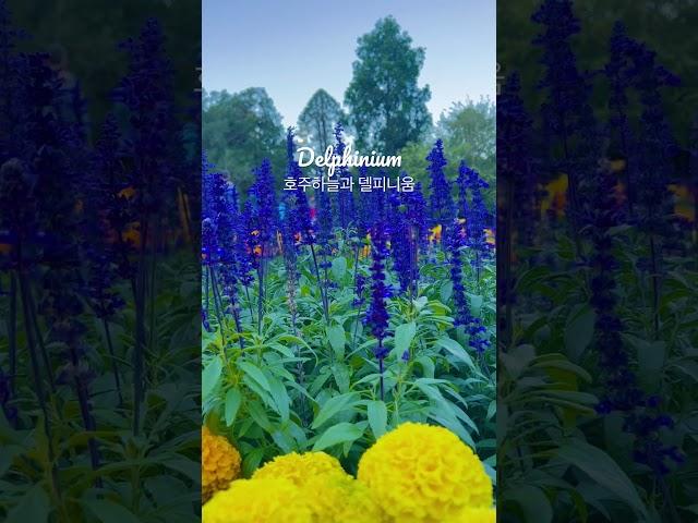 호주에서 만난 #델피니움 #delphinium #australia #flowers  #shorts