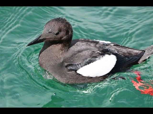 Black Guillemots or Tysties Cepphus grylle fishing, Lerwick, Shetland