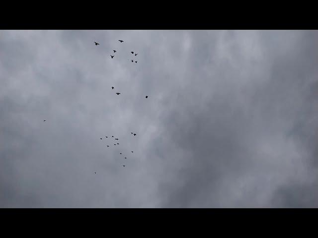 Полет Бакинских голубей после дождя 29.06.20.Flight of Baku fighting pigeons after rain.