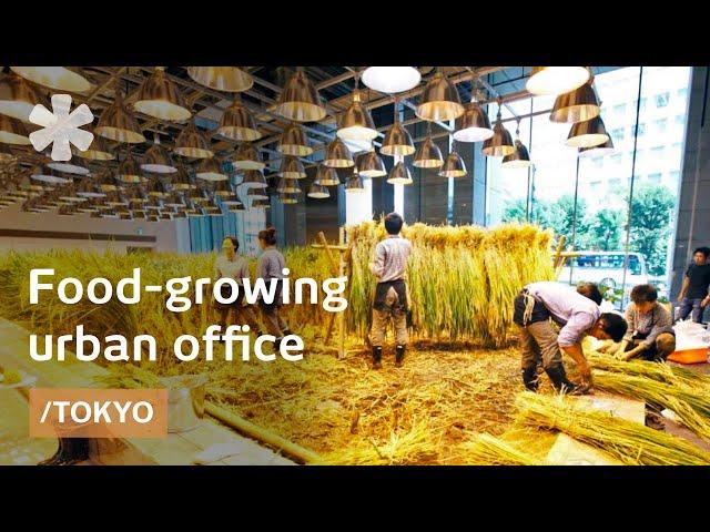 Tokyo office grows own food in vertical farm