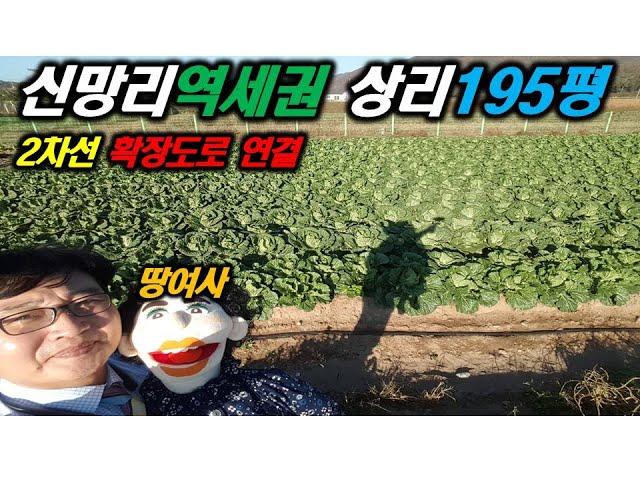 연천땅 신망리역세권땅 195평 전, 전원주택 텃밭 가성비좋은곳 연천토지 파주땅적성땅