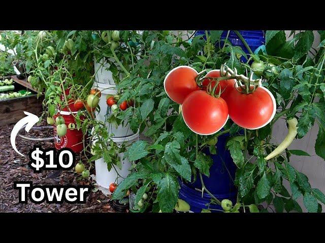 They Said It Couldn't Be Done, Cheap & Easy Hydroponic Tomatoes