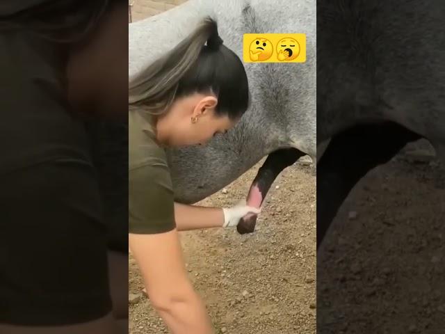ghode ka ling