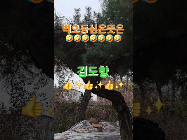 김도향 #벽오동심은뜻은#구독 #좋아요 