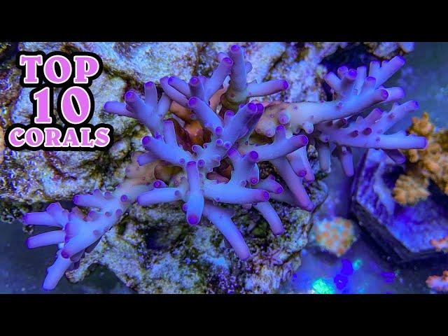 My Top 10 Favorite Corals