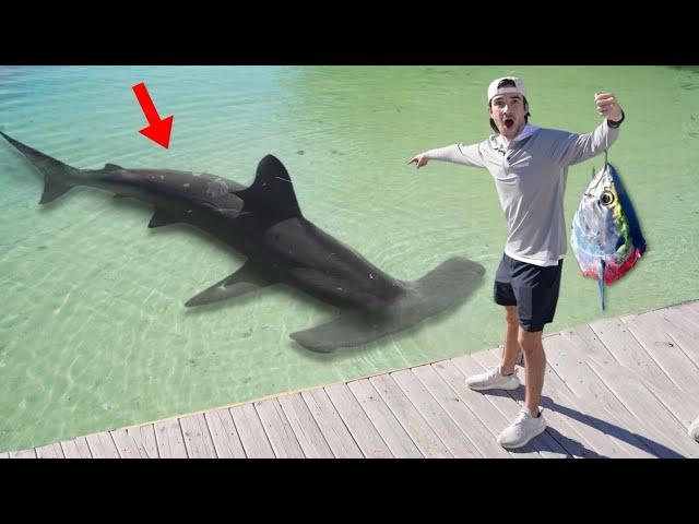 Finding MASSIVE SHARKS Using GIANT Wild FISH! (Can Sharks Smell Blood?)