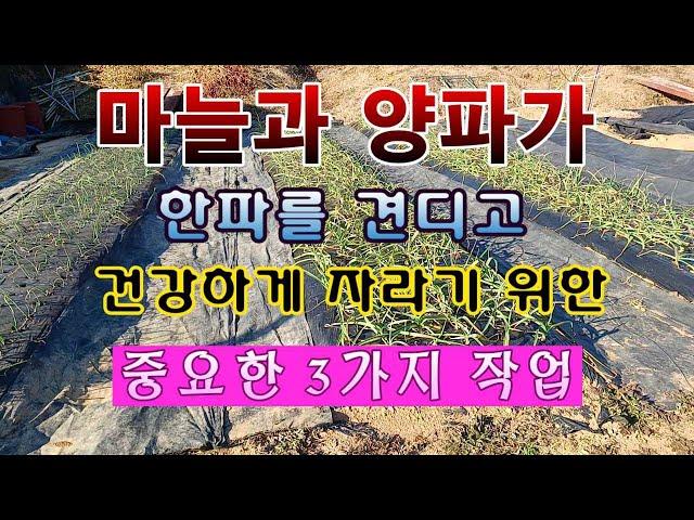 [텃밭농부 1,756]  마늘과 양파가 혹독한 겨울을 건강하게 지내도록 해 주는 3가지 방법. #마늘재배 #양파재배