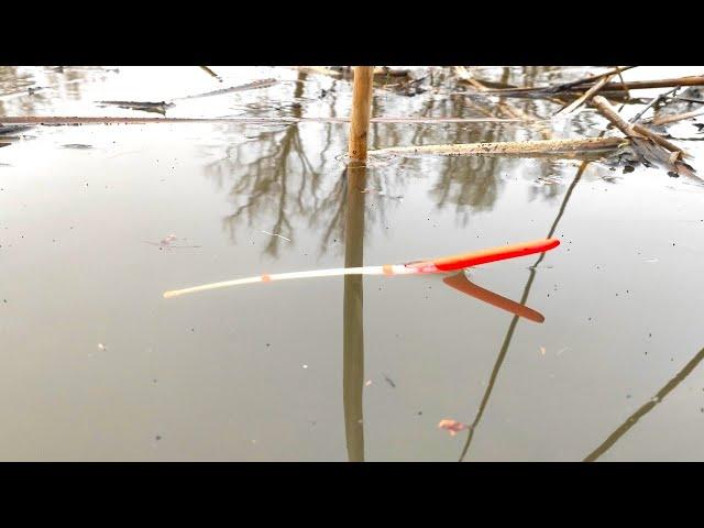 The first FLOAT in the spring and immediately CARP!!! Fishing for carp in spring