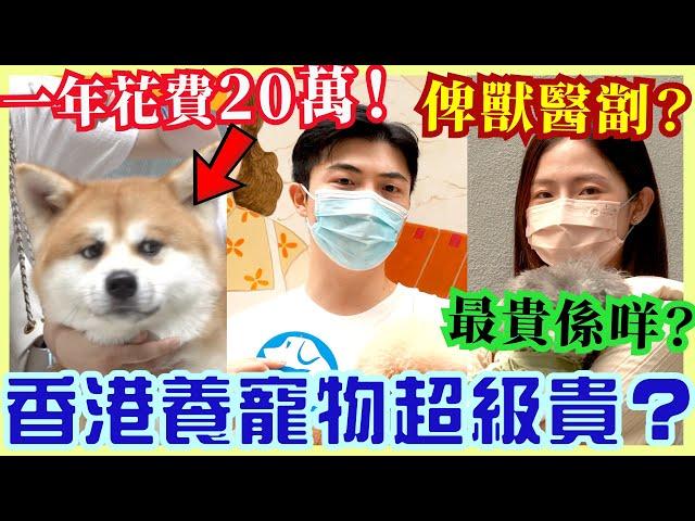 【街訪】香港有錢人先可以養寵物? 港男: 洗咗20萬! 貓狗最貴係咩? 香港養狗麻煩嗎?