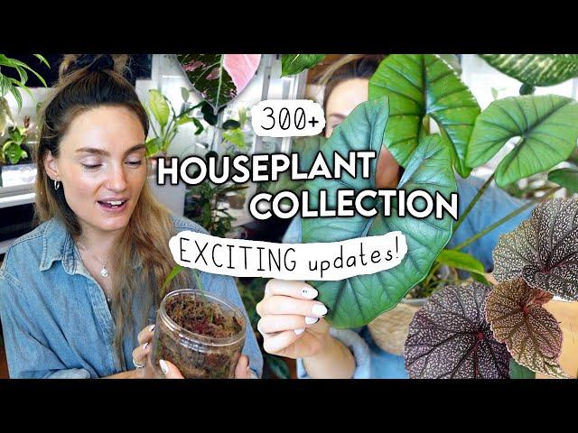 Stuff's HAPPENING. October Houseplant Updates 