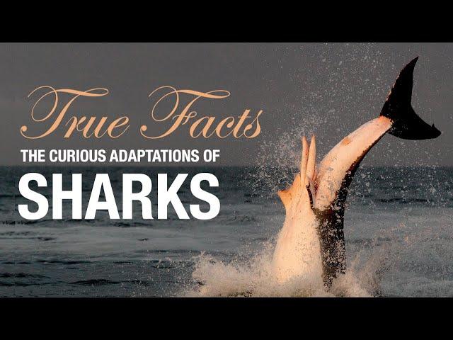 True Facts: The Curious Adaptations of Sharks