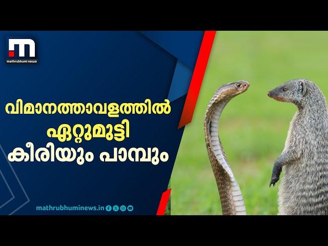 വിമാനത്താവളത്തിൽ ഏറ്റുമുട്ടി കീരിയും പാമ്പും, പോരാട്ടത്തിൽ കീരിക്ക് കൂട്ടിന് മറ്റു കീരികളും