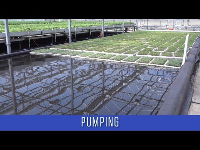 How to design an energy efficient hydroponic system?