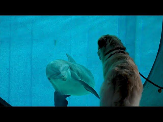 Kevin The Dog Visits Clearwater Marine Aquarium