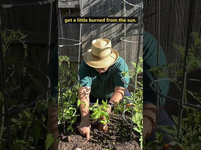 Propagating Basil For A Free Companion For Tomato Plants