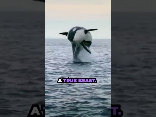 Orca, a True Beast!
