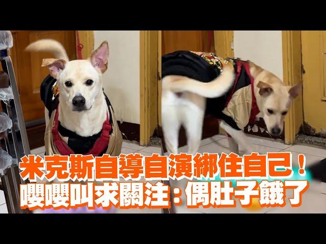 米克斯自導自演綁住自己！　嚶嚶叫求關注：偶肚子餓了｜寵物動物｜戲精｜狗