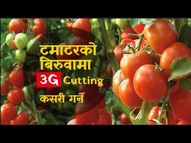 Tomato Plant 3G cutting |3g cutting in tomato । टमाटरमा 3G कटिङ गर्नुहोस् र धेरै  फलहरू फलाउनुहोस