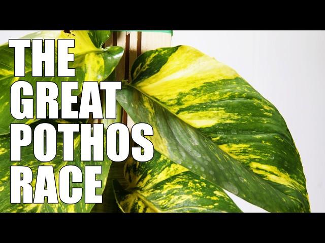 These PLANKS Made My Pothos EXPLODE - THE GREAT POTHOS RACE