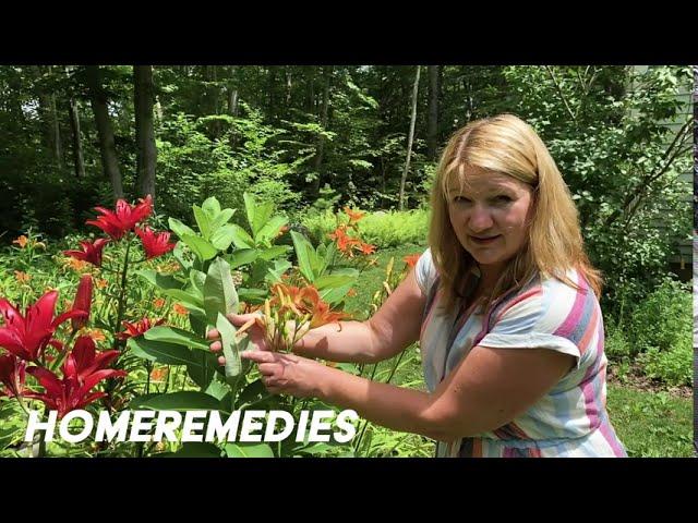 Introduction to Luli's Homestead