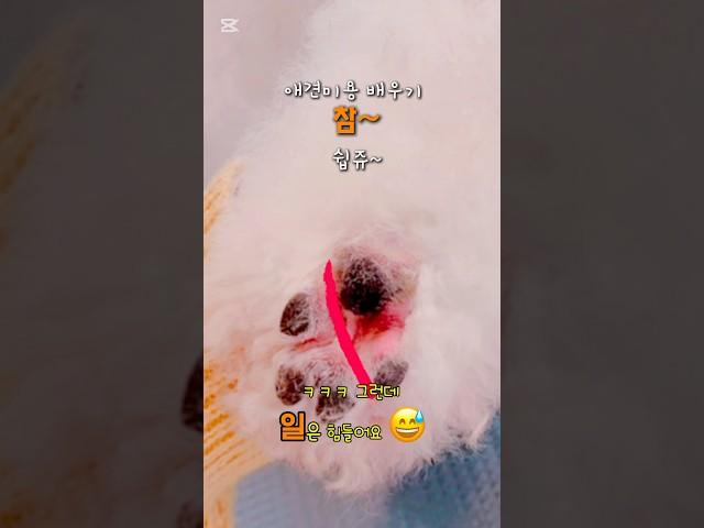 정애견미용학원에서 쉽게 배우는 강아지미용 . . .그런데 ㅋㅋ 일은 쉽지 않다는거 