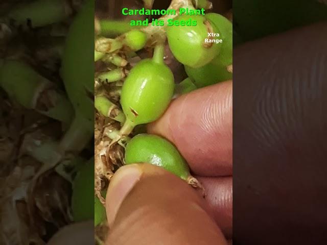 Cardamom Plant and its Seeds