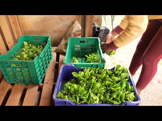 Les Potagers de Bafou vue de l'intérieur