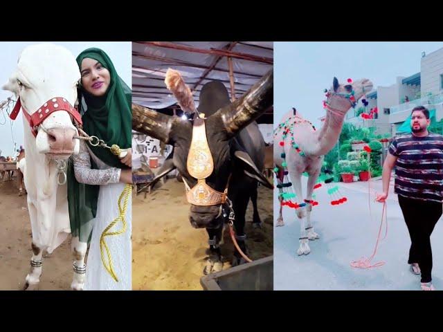 Tik Tok Eid Ul Adha Special | Tik Tok Trending Videos