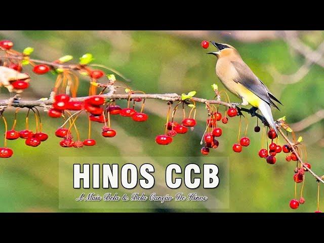 HINOS CCB 2020 - A Mais Bela E Bela Canção De Hino