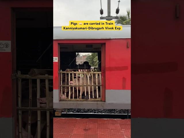 Pigs  are carried in Train Kanniyakumari-Dibrugarh Vivek Exp