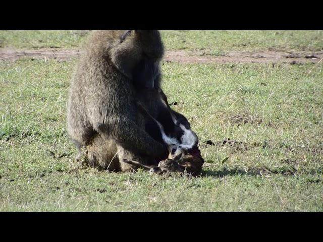 Baboon hunt and kill baby gazelle