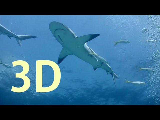 In 3D, Bahamas Sharks - An Underwater 3D Channel Film