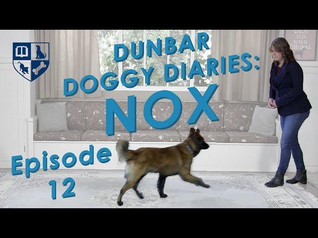 Dunbar Dog Diaries #12 - Come When Called