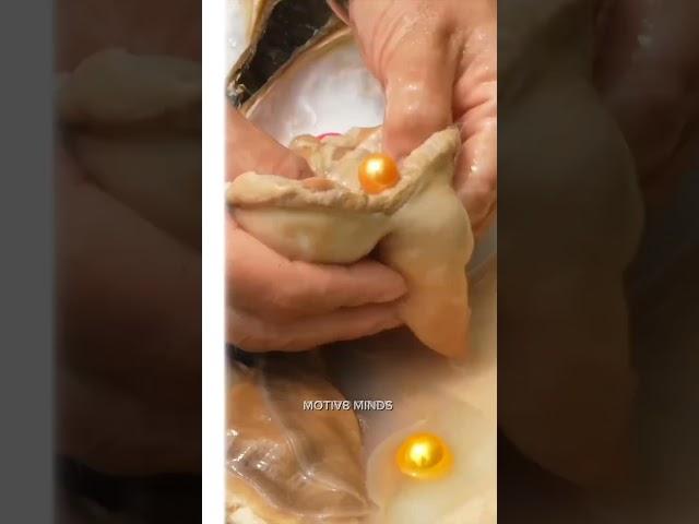How Are Fake Pearls Made Inside Oysters#science #facts